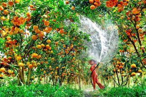 Bài văn giải thích câu tục ngữ 