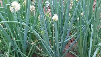 Bài thuốc dân gian chữa bệnh vảy nến