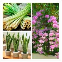 Loài cây đuổi rắn nên trồng trong sân vườn