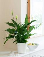 Loại cây ưa bóng râm mang lại không khí trong lành cho ngôi nhà bạn